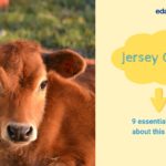 Jersey Cow