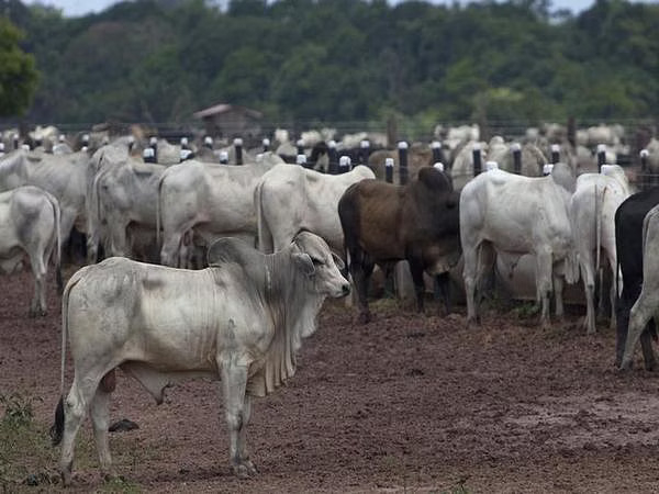 Bengaluru Animal Quarantine Certification Services inaugurated on National Milk Day