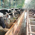 Dairy Development Board on cards to uplift farmers, boost production