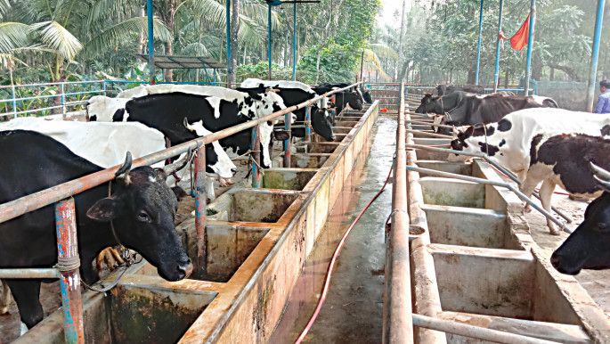 Dairy Development Board on cards to uplift farmers, boost production