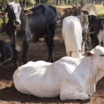 From India to the US, extreme heat is stressing cows and imperiling global dairy supply