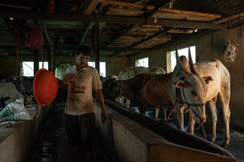 Heat stress impacts milk production in Maharashtra’s dairy cattle