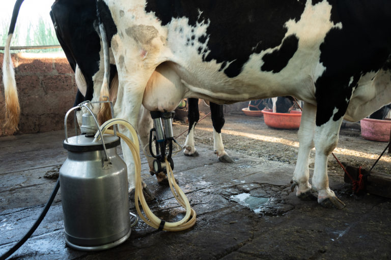 Heat stress impacts milk production in Maharashtra’s dairy cattle2