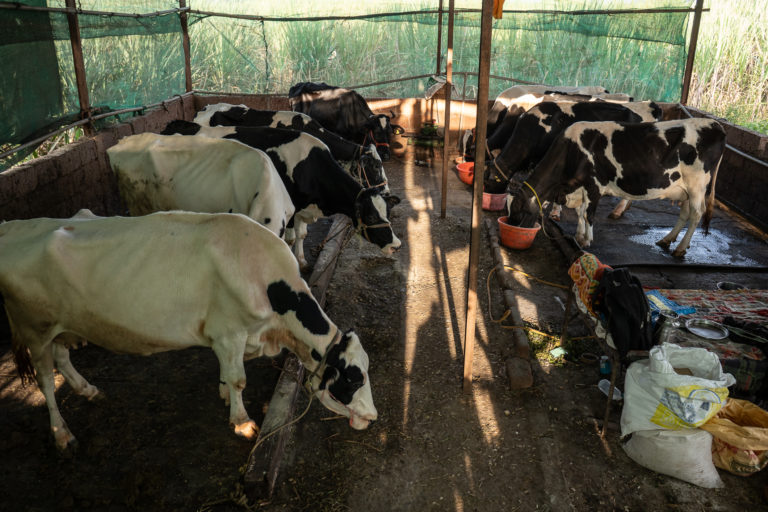 Heat stress impacts milk production in Maharashtra’s dairy cattle3