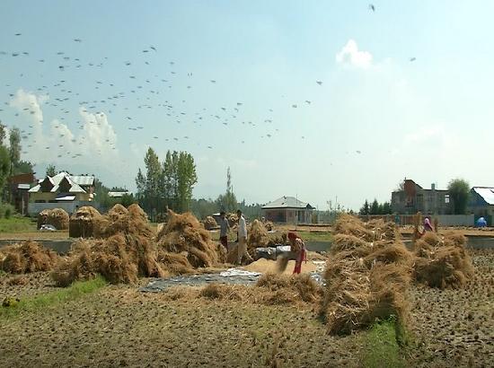 Punjab to provide paddy straw to Kerala for cattle feed