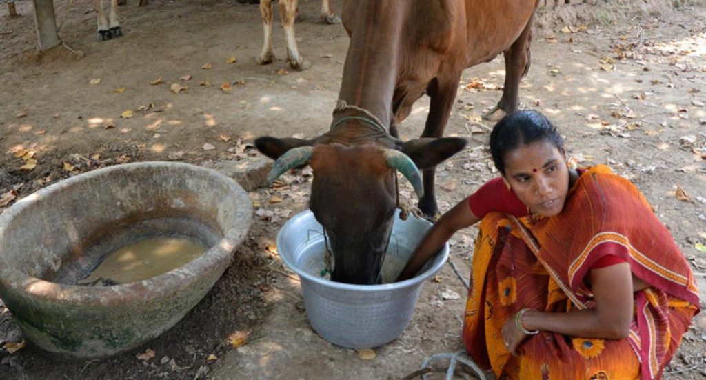 Spiralling operational cost forces dairy farmers to give up ventures