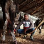 Tunisia’s milk shortage leaves farmers poor and the public angry conv