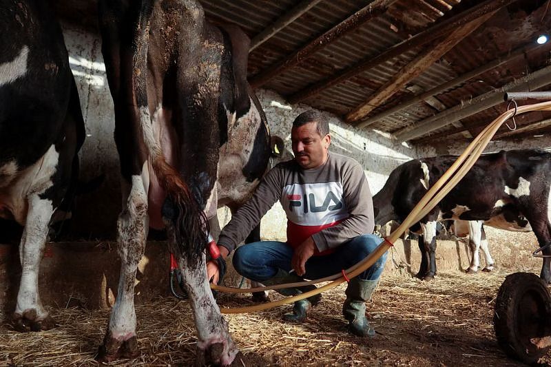 Tunisia’s milk shortage leaves farmers poor and the public angry conv