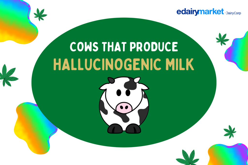 hallucinogenic milk