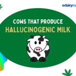 hallucinogenic milk