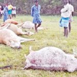 5 cows electrocuted after stepping on live wire in farmland conv