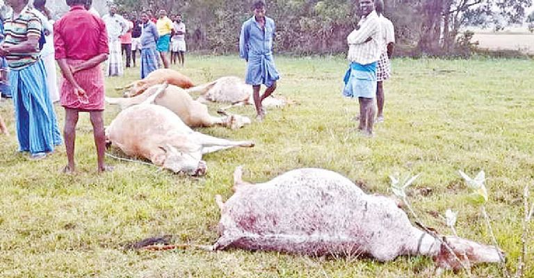 5 cows electrocuted after stepping on live wire in farmland conv