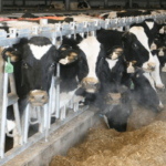 Breed improvement in dairy sector Livestock Development Board to launch distribution of sex-sorted semen