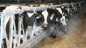 Breed improvement in dairy sector Livestock Development Board to launch distribution of sex-sorted semen