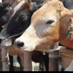 Dairy farmers sore over hike in cattle feed price