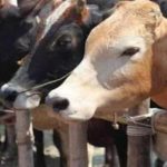 Delay in supply of FMD vax gets farmers’ cattle conv