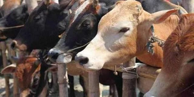 Delay in supply of FMD vax gets farmers’ cattle conv