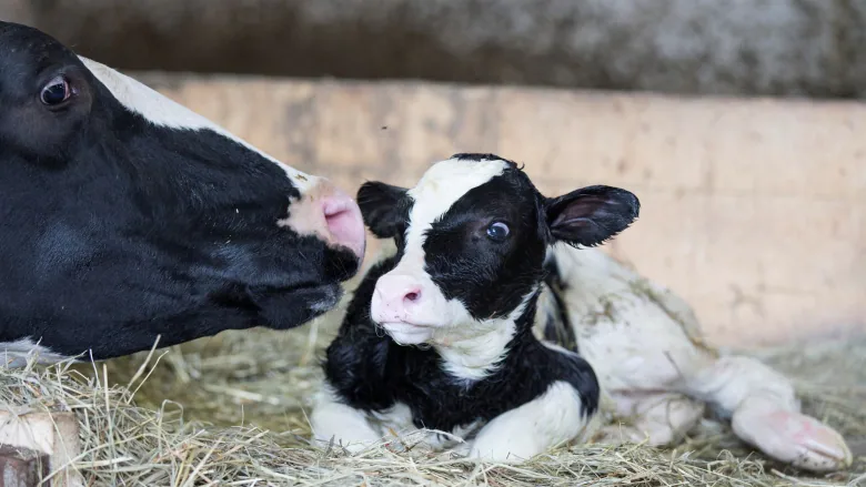 Go by rules or face closure, dairy owners warned