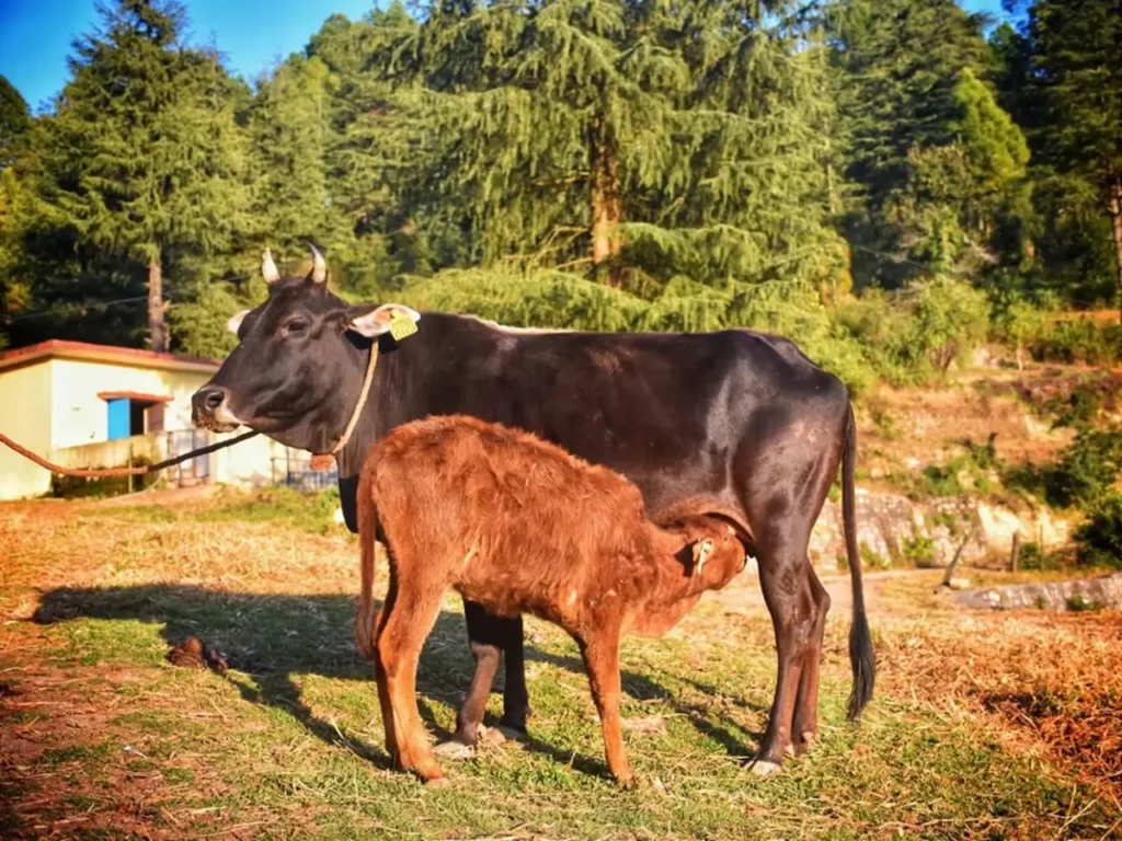 Good News for Dairy Farmers! Govt. Plans to Give Genetic Boost to This Indigenous Cattle Breed