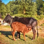 Good News for Dairy Farmers! Govt. Plans to Give Genetic Boost to This Indigenous Cattle Breed