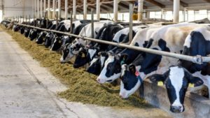 Rise in cattle feed price makes dairy farming less lucrative in Kerala despite high milk yielding breeds