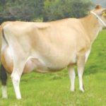 Milking every opportunity