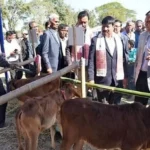 Calf show featured high genetic merit calves from indigenous breeds such as Gir, Sahiwal, and Red Sindhi