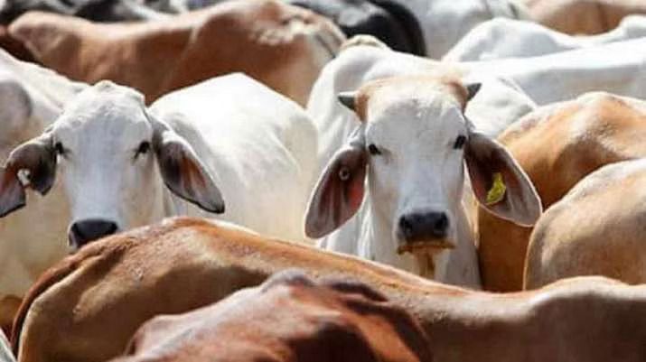 Cow milking competition