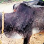 Cattle affected by lumpy skin disease in Vilangudi village in Ariyalur
