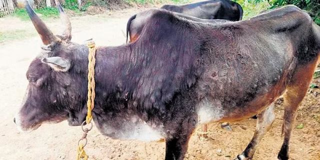 Cattle affected by lumpy skin disease in Vilangudi village in Ariyalur