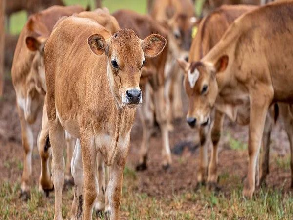 Study finds human contact linked to happier, healthier dairy calves conv