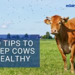 10 Tips to Keep Cows Healthy