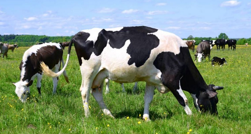 Dairy Value Chain in J&K