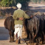 Dairy farmers demand price hike; milk supply gets delayed in TN