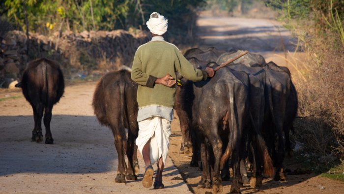 Dairy farmers demand price hike; milk supply gets delayed in TN