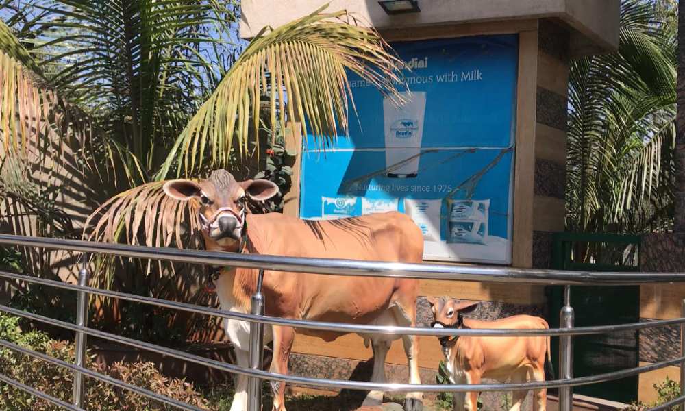 Dairy farmers not milking money