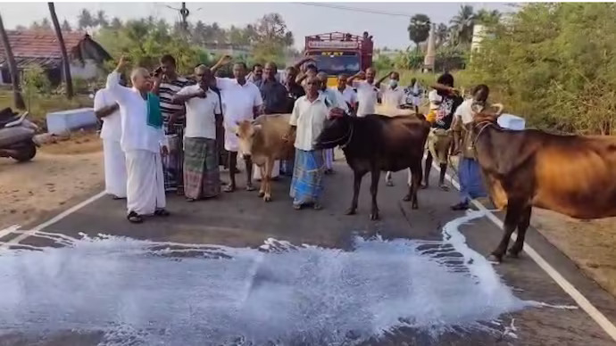 Dairy farmers brought along their cows and demonstrated on the roads.