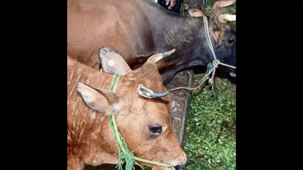 LSD had minimal impact on milk production in Chamarajanagar