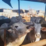 The ICAR-National Dairy Research Institute (NDRI)-Karnal will work on promoting indigenous breeds of cow to tackle the problem of poor milk productivity and climate change.