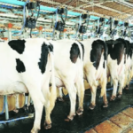 A Tech Driven Approach for Improving Dairy Farm Profitability