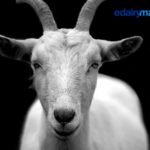 Know 10 curiosities about Goat Milk