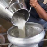 Worker,Pouring,Milk,Into,A,Container,For,Transform.