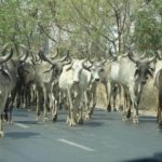 How Cow Vigilantism is Hitting Mewat’s Dairy Farming Hard