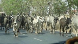 How Cow Vigilantism is Hitting Mewat’s Dairy Farming Hard