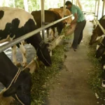 How digital financing is reaching dairy farmers and dairy micro-enterprises