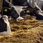 Initiatives to ensure healthy cattle — unique data-tagging of dairy animals, all-India vaccination and more conv