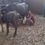 Madhya Pradesh This Village Gives out Free Dairy Products