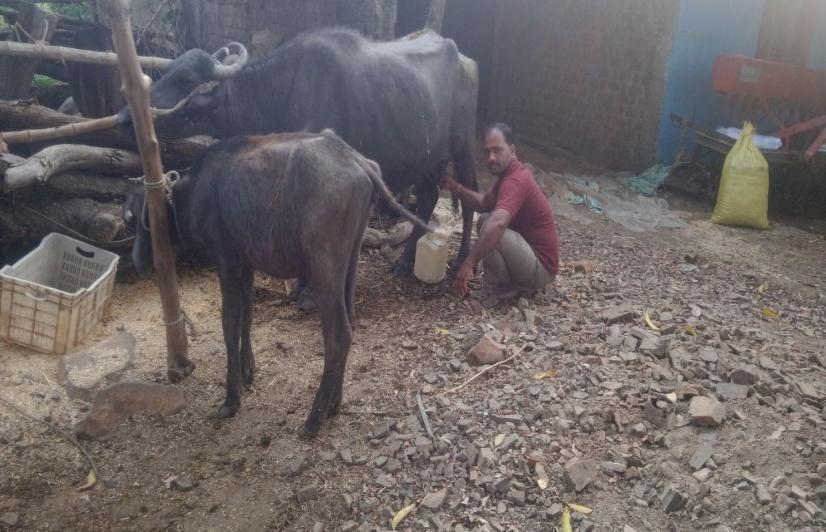 Madhya Pradesh This Village Gives out Free Dairy Products