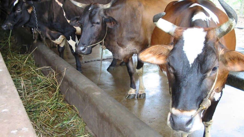 Milma launches insurance scheme for dairy farmers