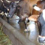 Milma launches insurance scheme for dairy farmers